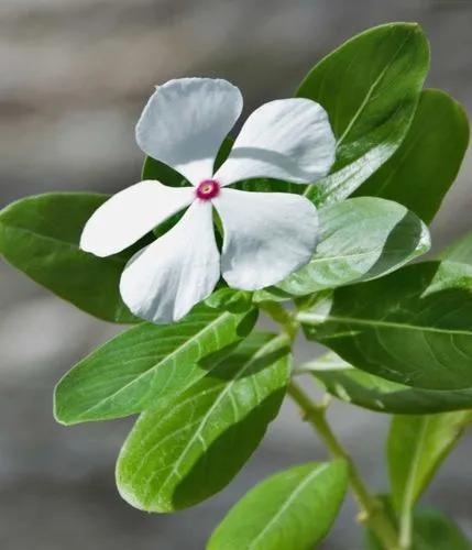 Cape periwinkle