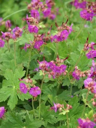 Rock crane's-bill