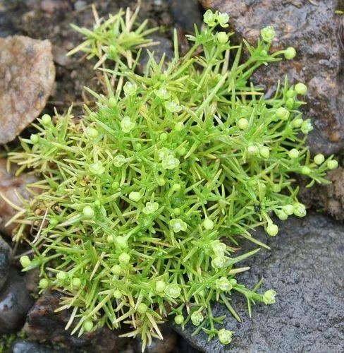 Procumbent Pearlwort