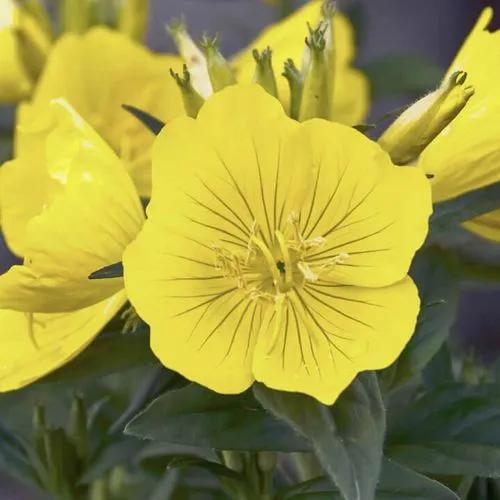 Evening Primrose