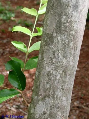 Boxleaf Stopper