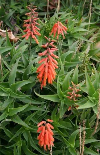 Climbing Aloe