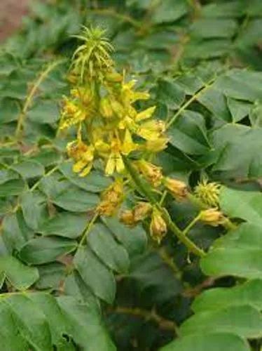 Caesalpinia Bonduc