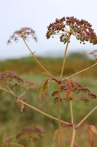 Cicuta Virosa