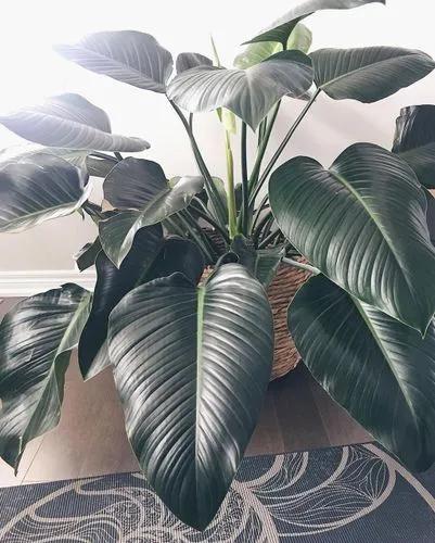 Philodendron Green Congo’