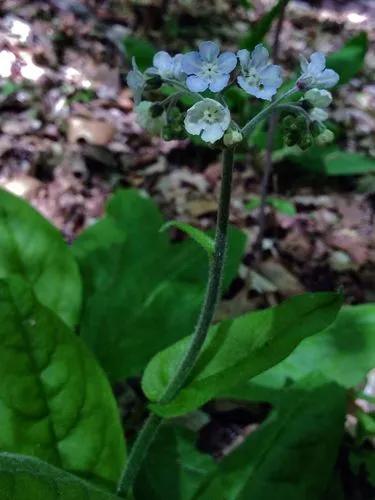 Cynoglossum Virginianum