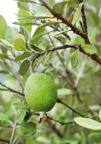 Feijoa Antoinette