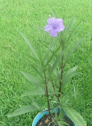 Britton's Wild Petunia