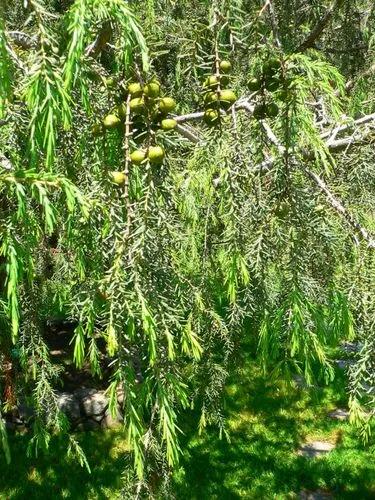 Canary Islands Juniper