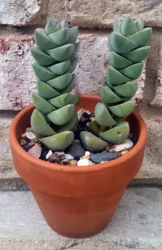 Crassula Moonglow