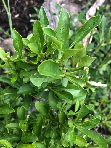 Christmas Bride's Bush