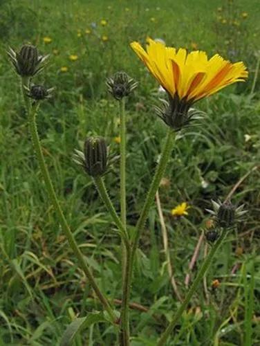 Hawkweed Oxtongue