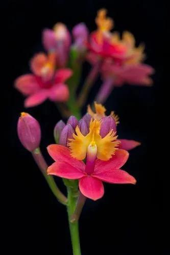 Epidendrum orchid