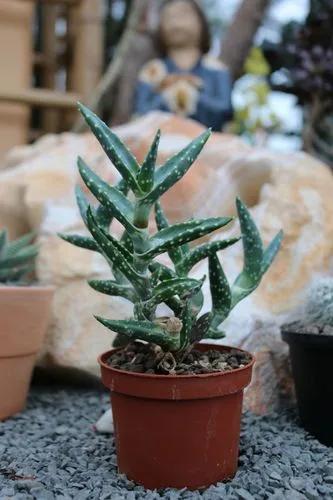 Sand Aloe