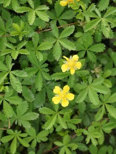 Creeping Cinquefoil