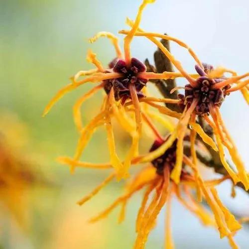 Witch-hazel