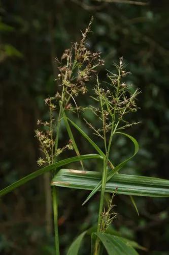 Scleria Latifolia