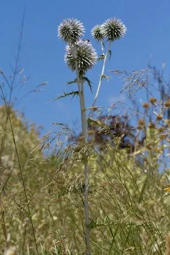 Echinops Spinosissimus