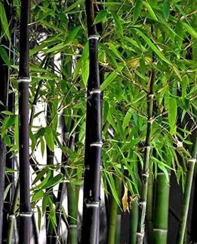 Black Bamboo