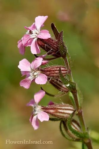 Common Catchfly, Small-Flowered Catchfly, Windmill Pink