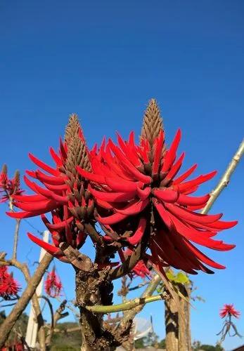 Erythrina Speciosa