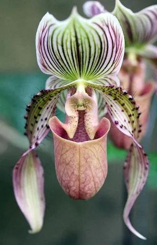 Spotted Zygopetalum