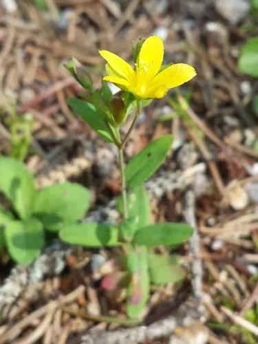 Trailing St John'S-Wort.