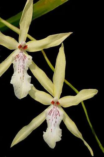 Miltonia Flavescens