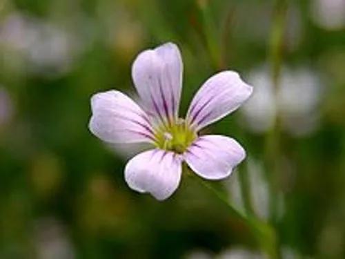 Tunic Flower