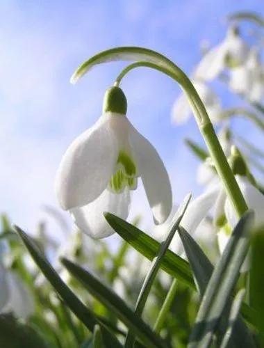 Snowdrops