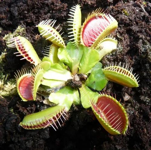 Dionaea Dente