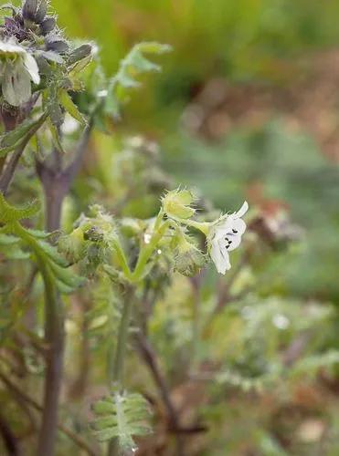 White Fiesta-flower