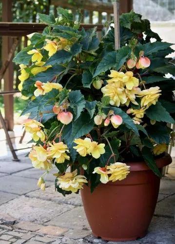 Tuberous begonias