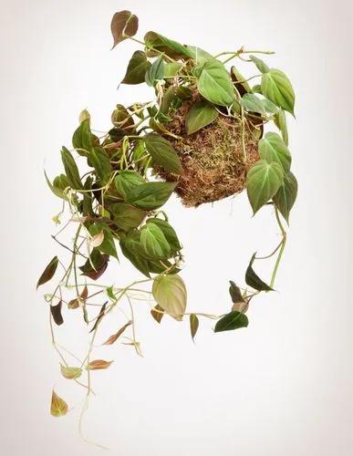 Kokedama