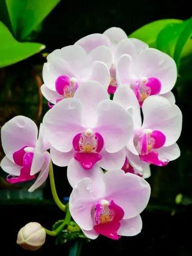 Orquideoa