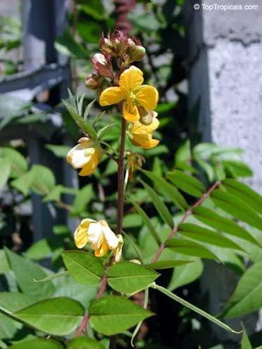 Coffee Senna