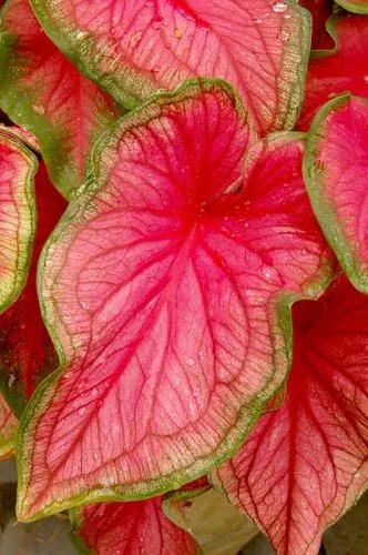 Florida Sweetheart Caladium