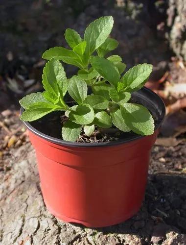 Stevia