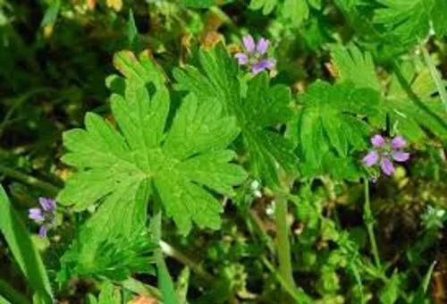 Flowered Crane'S-Bill