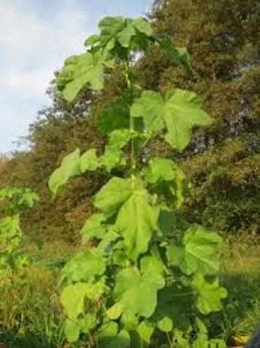 Chinese Mallow