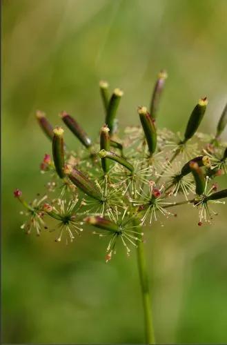 Chaerophyllum Aromaticum