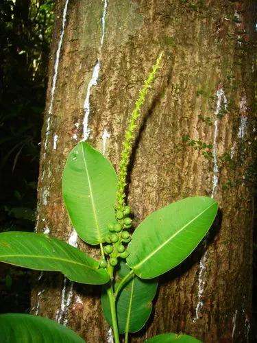 Sapium Allenii