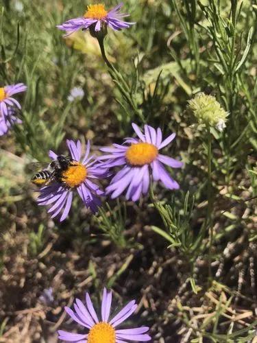 Leafy Fleabane