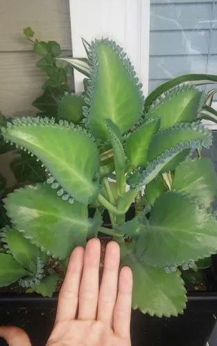Mexican Hat plant