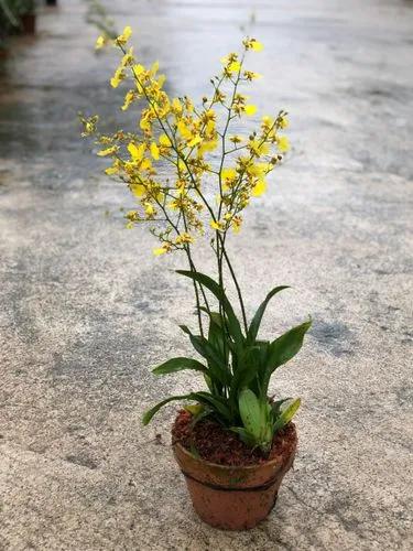 Oncidium Orchids