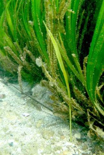 Common Eelgrass