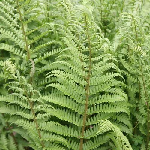 Wood Fern