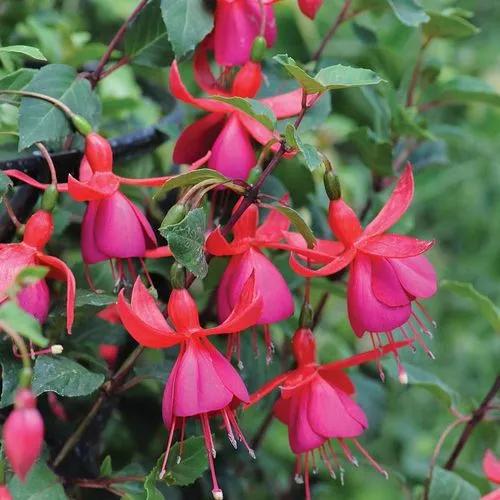 Fuchsia Little Ronnie