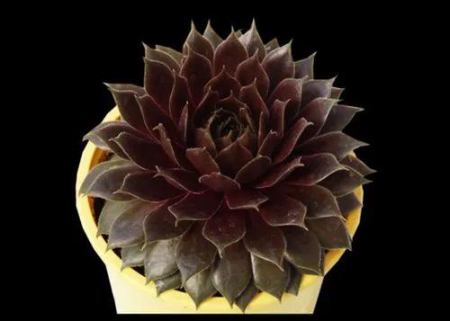 Sempervivum Rocknoll Rosette