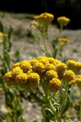 Achillea Ageratum